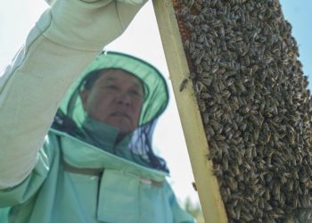 “Жайка”-гийн төслөөр Зөгийн балны экспортын кластер байгуулж байна