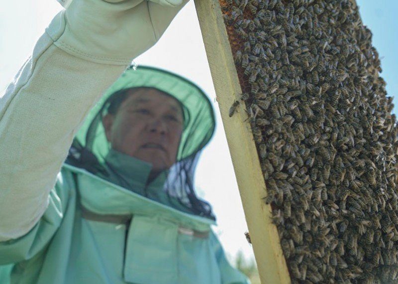 “Жайка”-гийн төслөөр Зөгийн балны экспортын кластер байгуулж байна ...