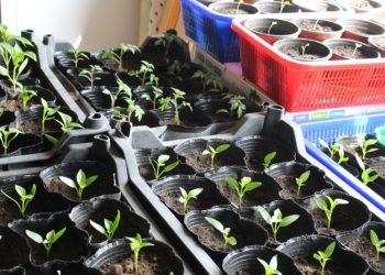 Хүнсний ногооны үр олгох ажил үргэлжилж байна