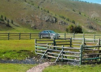 Нийслэлд 41 булгийн эхийг хамгаалаад байна