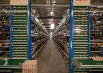 Татварыг зохицуулбал өндөгний хэрэгцээг дотоодоос бүрэн хангах боломжтой гэв