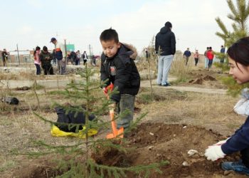Нийслэлд 288 мянган мод тарина