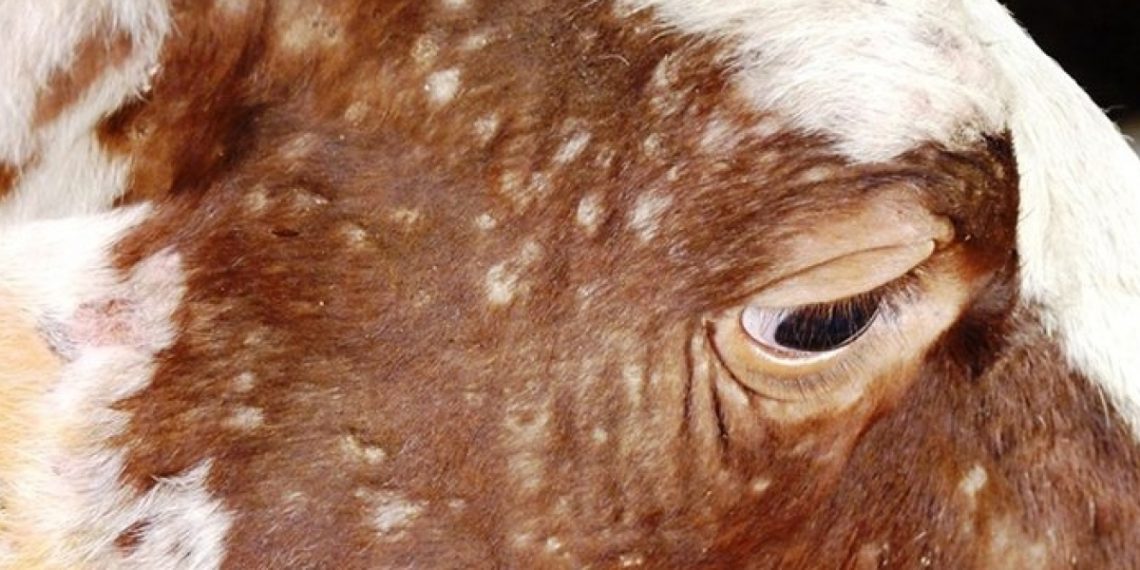 Дорнод аймагт үхрийн арьс товруутах өвчний улмаас 2400 үхэр устгажээ