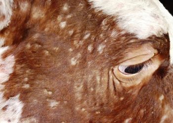 Дорнод аймагт үхрийн арьс товруутах өвчний улмаас 2400 үхэр устгажээ