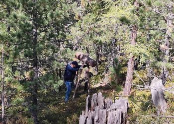 Нийслэлийн ногоон бүсэд хууль бусаар самар түүхгүй байхыг анхаарууллаа