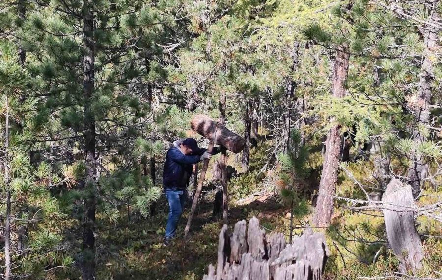 Нийслэлийн ногоон бүсэд хууль бусаар самар түүхгүй байхыг анхаарууллаа
