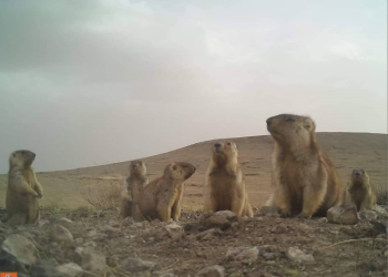 Монгол тарваганы тархац, тоо толгой, нягтаршлыг судалж байна
