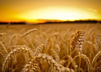 Улсын хэмжээнд 37.9 мянган тонн үр тариа хурааж аваад байна