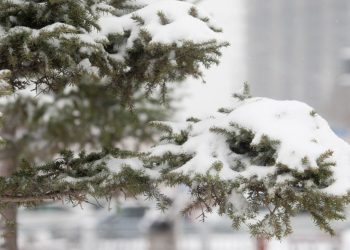 Ойрын хоёр өдөр нутгийн хойд хэсгээр цас орно