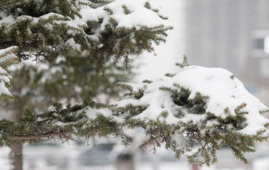 Ойрын хоёр өдөр нутгийн хойд хэсгээр цас орно