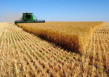 Улаанбуудайн хураалт 42.1 хувьтай үргэлжилж байна