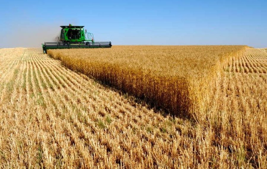 Улаанбуудайн хураалт 42.1 хувьтай үргэлжилж байна