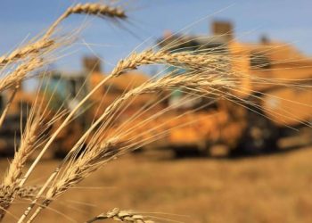 Улсын хэмжээнд 171 мянган тонн үр тариа хураан аваад байна