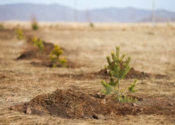 “Тэрбум мод” хөдөлгөөн өрнүүлсэн 1 жилд 10.2 сая мод тарьжээ