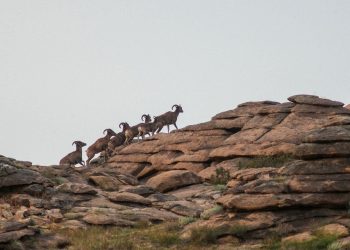 ЗГ: Тусгай зориулалтаар 2023 онд агнах, барих агнуурын тоо толгойг тогтов