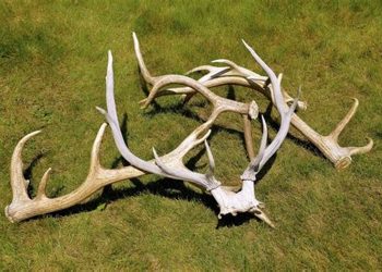 Бугын эвэр түүхийг нэг жилийн хугацаатай хориглолоо