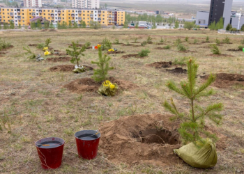 20 мянган ам метр талбайг зүлэгжүүлнэ