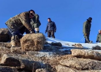 Зэрлэг амьтдад зориулан 1,5 тонн өвс тараан байршууллаа