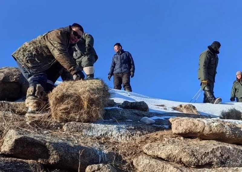 Зэрлэг амьтдад зориулан 1,5 тонн өвс тараан байршууллаа