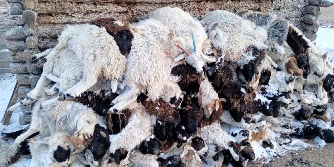 Малын хорогдол 5.9 саяд хүрлээ