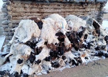 Малын хорогдол 5.9 саяд хүрлээ