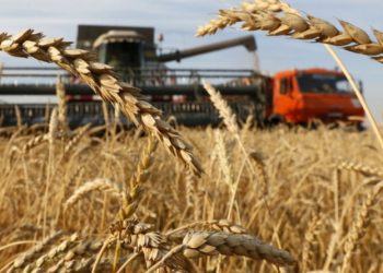 Хүнсний улаанбуудайн дотоодын хэрэгцээнээс давсан хэсгийг экспортолно