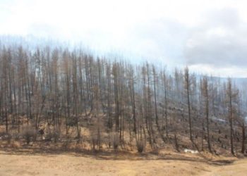 15 га хулсны талбай шатжээ