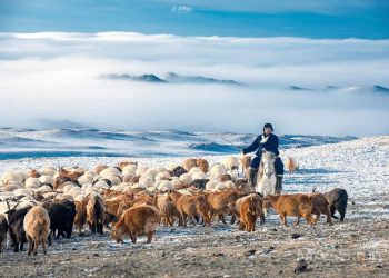 “Шинэ хоршоо-Чинээлэг малчин” хөтөлбөр