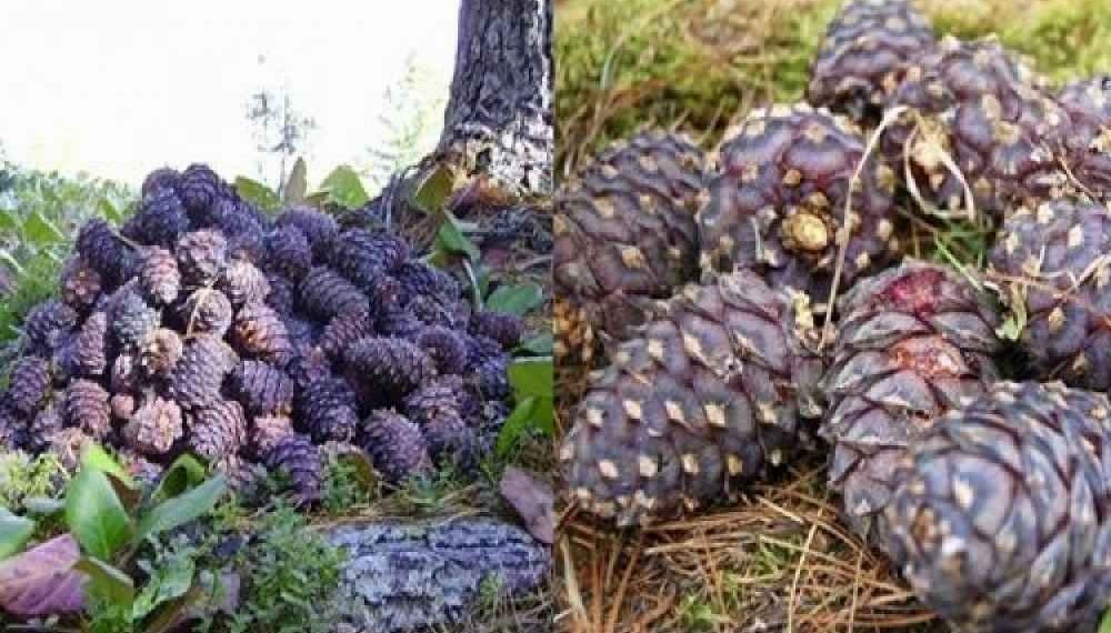 Болц гүйцээгүй үед самар түүхгүй байхыг анхааруулж байна