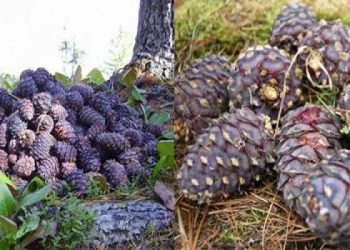 Болц гүйцээгүй үед самар түүхгүй байхыг анхааруулж байна