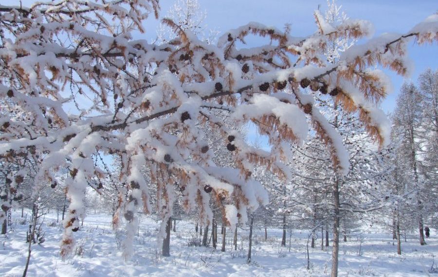Нэгдүгээр сарын 10-нд Алтай, Хангай, Хөвсгөлийн уулархаг нутгаар цас орно