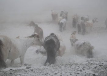 ОБЕГ: Бага насны хүүхдийг малд явуулахгүй байхыг анхааруулж байна