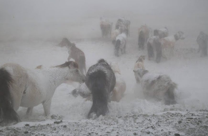ОБЕГ: Бага насны хүүхдийг малд явуулахгүй байхыг анхааруулж байна