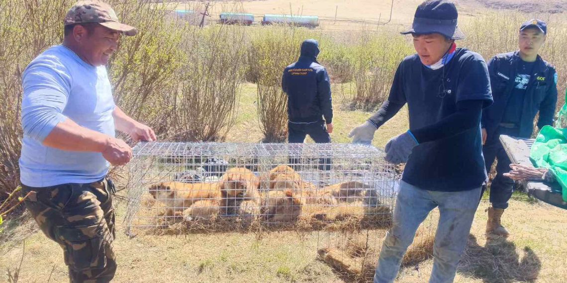 Суурьшлын бүсээс тарвагыг шилжүүлэн нутагшууллаа