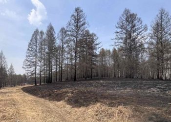 Сэлэнгэ аймгийн Шаамар суманд гарсан ойн түймрийг бүрэн унтраалаа