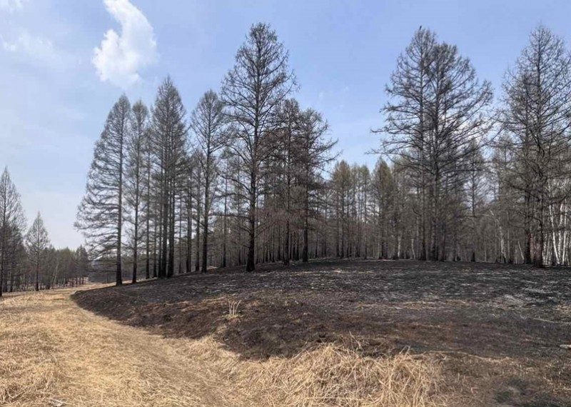 Сэлэнгэ аймгийн Шаамар суманд гарсан ойн түймрийг бүрэн унтраалаа