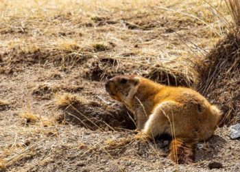 Тарваган тахал өвчний дэгдэлтийн үед хариу арга хэмжээнд шаардлагатай зардлыг Эрүүл мэндийн сайдын багцаас гаргана