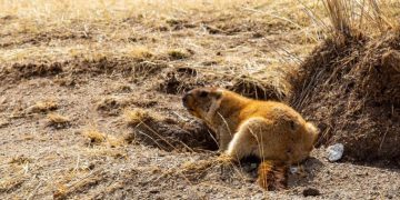 Тарваган тахал өвчний дэгдэлтийн үед хариу арга хэмжээнд шаардлагатай зардлыг Эрүүл мэндийн сайдын багцаас гаргана