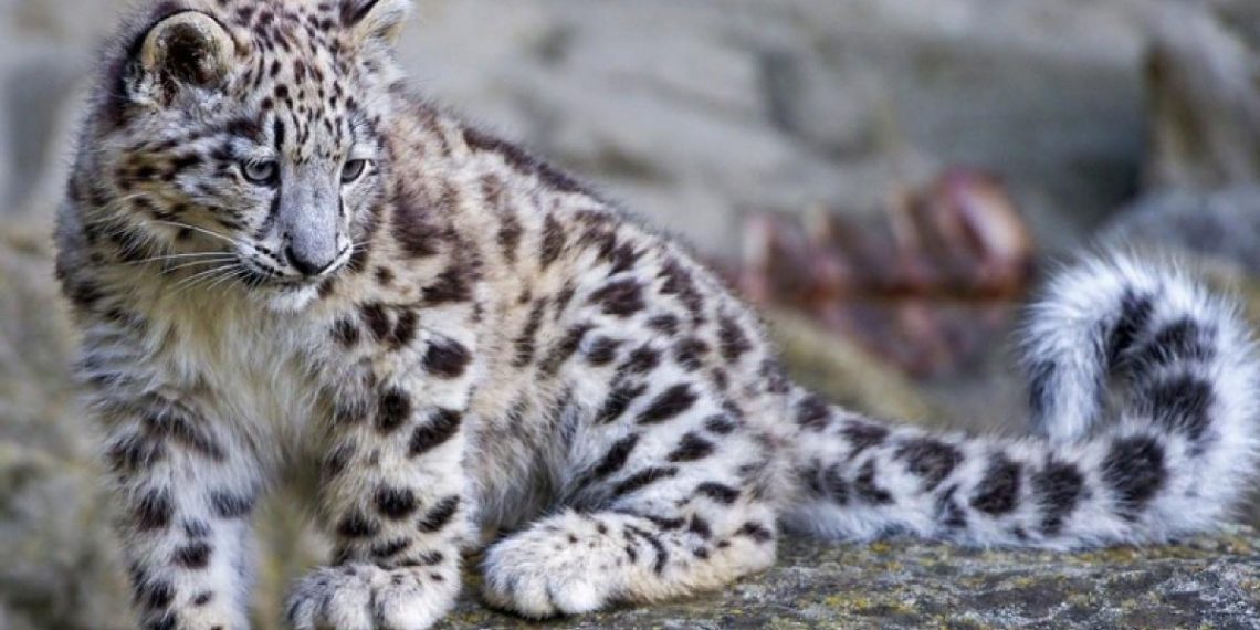 Монгол Улс Олон улсын цоохор ирвэсийн холбоонд гишүүнээр элсэнэ