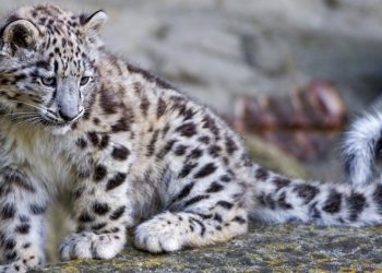 Монгол Улс Олон улсын цоохор ирвэсийн холбоонд гишүүнээр элсэнэ