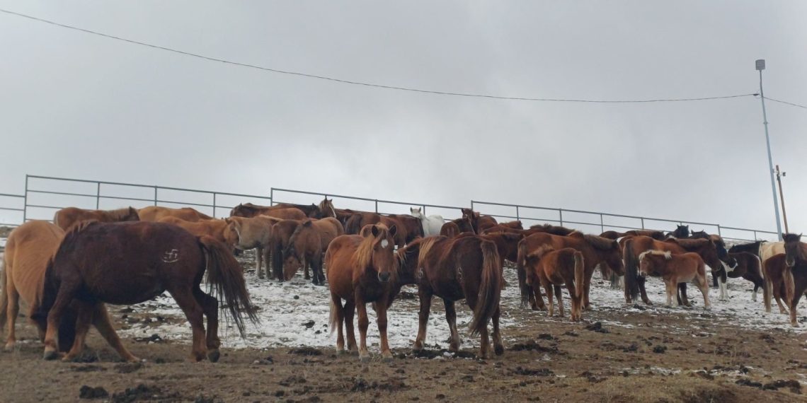 Нийслэлийн мал аж ахуй эрхлэхийг хориглосон бүсээс мал гаргах арга хэмжээг зохион байгуулж байна