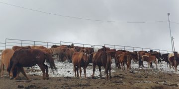 Нийслэлийн мал аж ахуй эрхлэхийг хориглосон бүсээс мал гаргах арга хэмжээг зохион байгуулж байна
