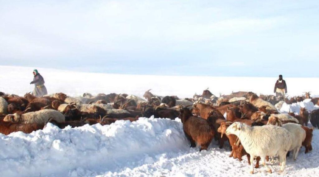 Баян-Өлгий, Увс, Ховдын ихэнх нутгаар зудын эрсдэл үүсэх төлөвтэй байна