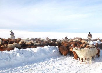 Баян-Өлгий, Увс, Ховдын ихэнх нутгаар зудын эрсдэл үүсэх төлөвтэй байна