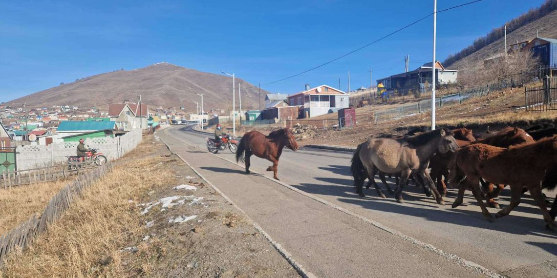 Энэ онд нийслэлийн мал аж ахуй эрхлэхийг хориглосон бүсээс 214 айлын 8495 малыг гаргав