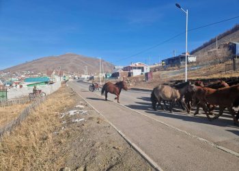 Энэ онд нийслэлийн мал аж ахуй эрхлэхийг хориглосон бүсээс 214 айлын 8495 малыг гаргав