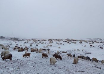 Зудын байдлыг үнэлэхэд 11 аймгийн 43 сум цагаан зудтай байна