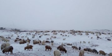 Зудын байдлыг үнэлэхэд 11 аймгийн 43 сум цагаан зудтай байна