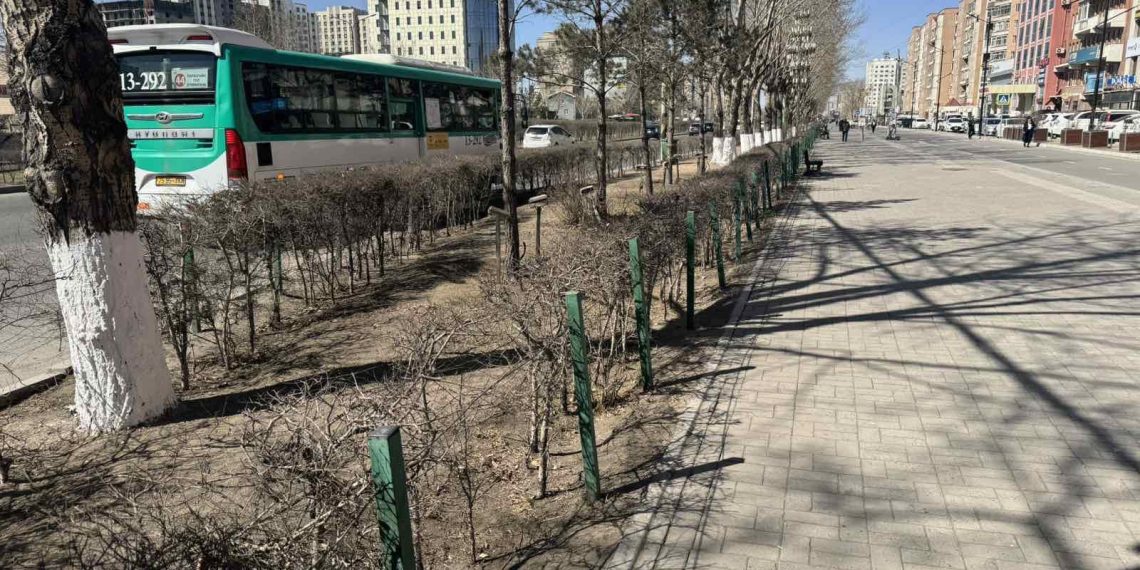 Нийтийн эзэмшлийн зам, талбай, ногоон байгууламжийг арчилж, цэвэрлэж байна