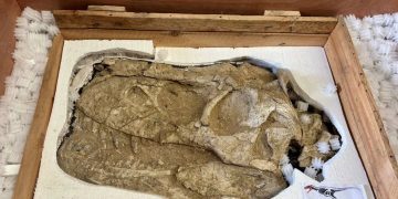 Франц улсаас хууль бусаар худалдаалагдсан “Тарбозавр батаар” тэргүүтэй олдворуудыг эх оронд нь авчирлаа